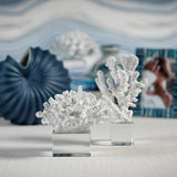 White Coral on Acrylic Base
