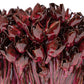 Arden Ruby Vase