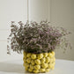 Layered Lemon Collection