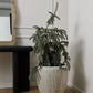 Tundra Planter