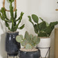 Arrival Planter